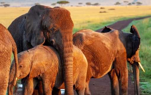 Tsavo West National Park